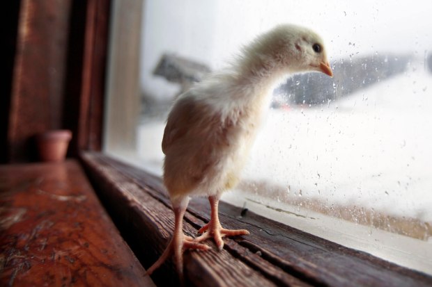 A young chick peers out the window at Bousquet Mountain in Pittsfield, Mass. Photo: Stephanie Zollshan
